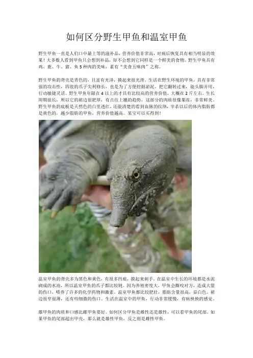 如何区分野生甲鱼和温室甲鱼