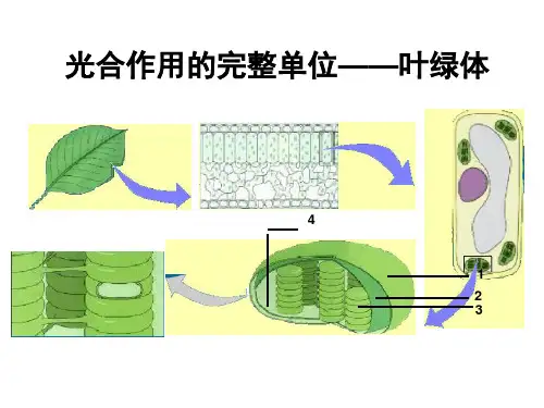 光合作用(一)光合作用发现史中的经典实验2018