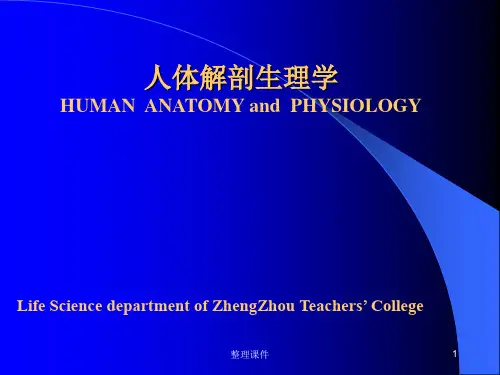 人体解剖生理学 神经系统