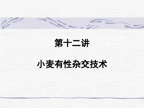 第十二讲小麦有性杂交技术