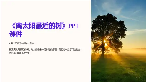 《离太阳最近的树》课件