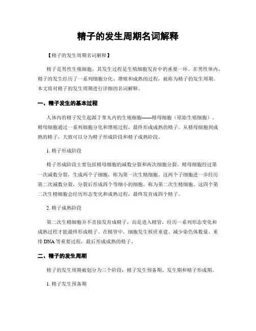 精子的发生周期名词解释