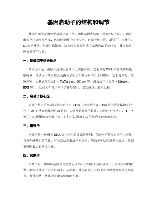 基因启动子的结构和调节