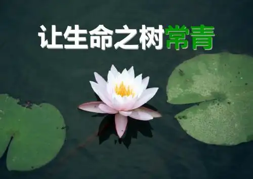 常青树课件