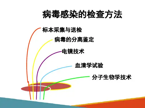病毒—病毒感染的检测方法(动物微生物课件)
