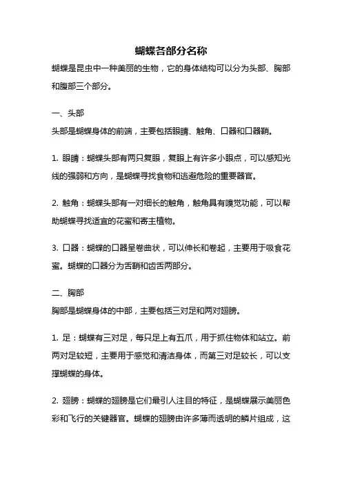 蝴蝶各部分名称