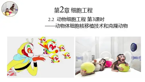 2.2.3 动物体细胞核移植技术和克隆动物(课件)高二生物(人教版2019选择性必修3)