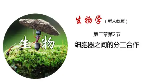 生物人教版(2019)必修一3.2细胞器之间的分工合作(共17张ppt)
