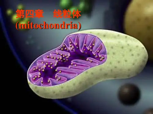 4章 线粒体