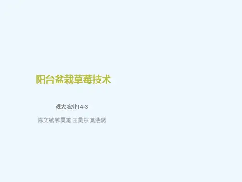 阳台盆栽草莓技术