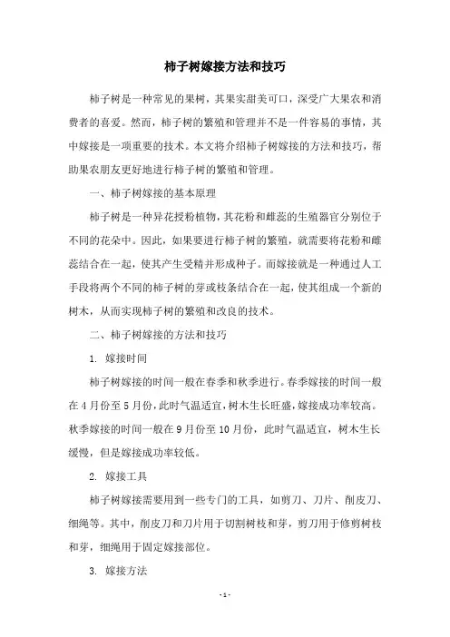 柿子树嫁接方法和技巧