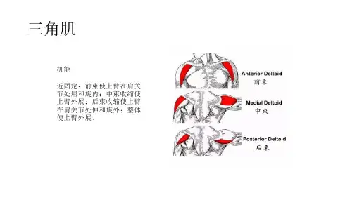 三角肌训练计划