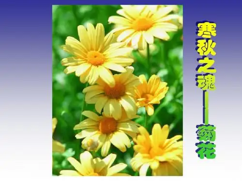 开花与结果课件