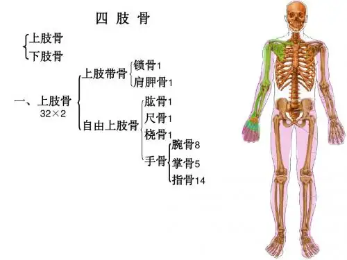 04上肢骨及其连接
