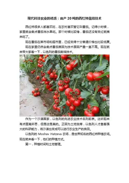 现代科技农业的诱惑：亩产20吨的西红柿栽培技术
