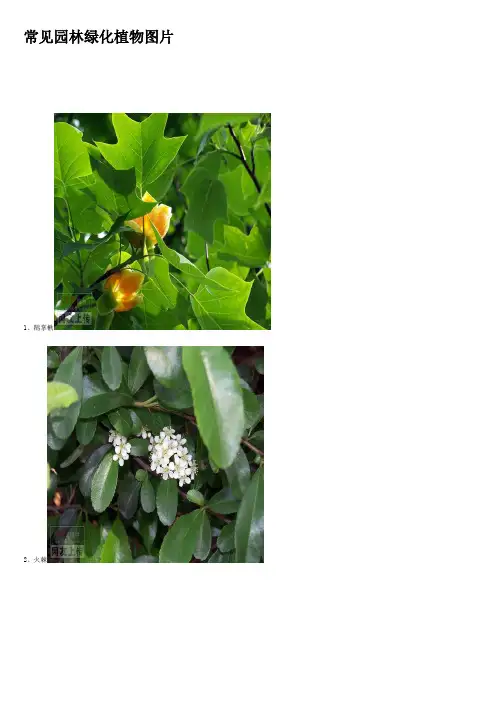 绿化植物(全)