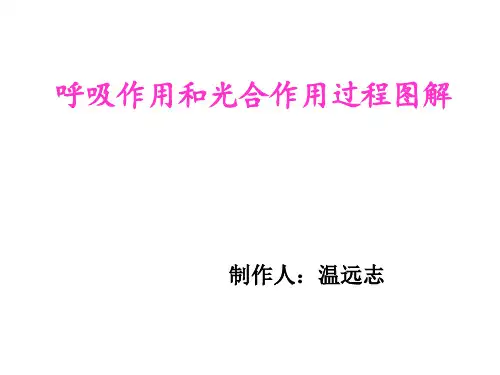 呼吸作用和光合作用的图解理解
