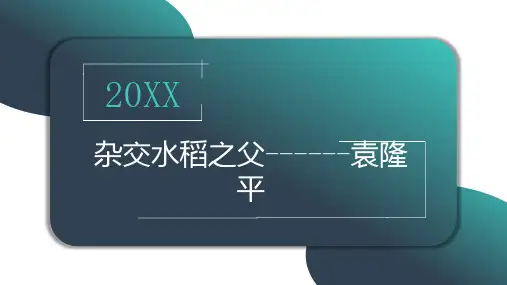 杂交水稻之父袁隆平