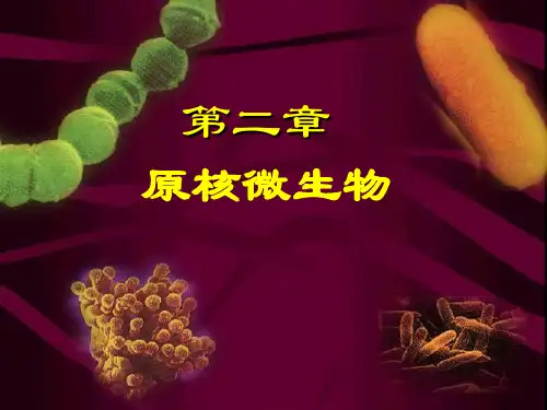微生物学 第二章 原核微生物