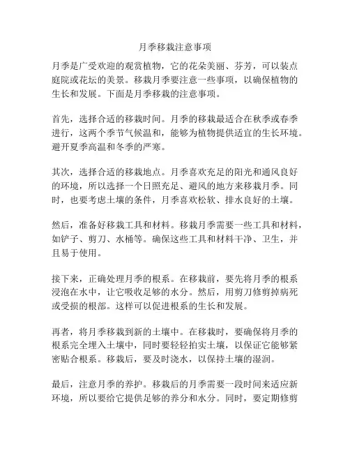 月季移栽注意事项