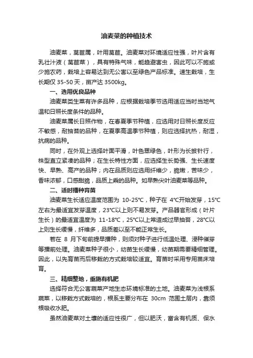 油麦菜的种植技术