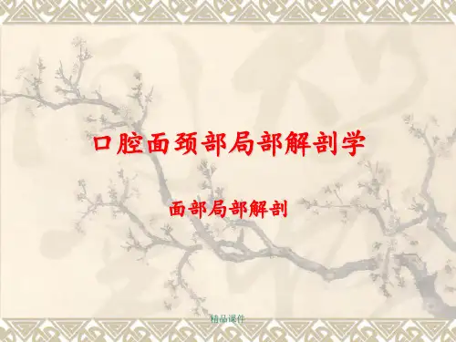 颌面部局部解剖