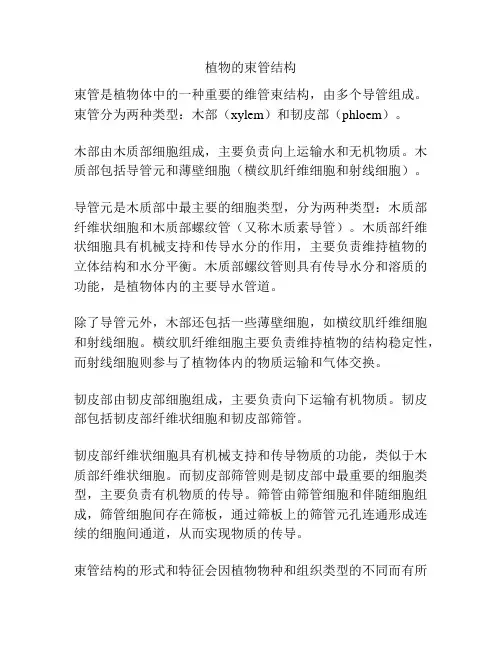 植物的束管结构
