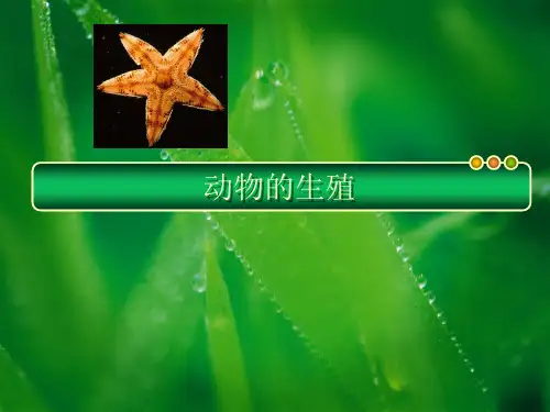 【精品PPT】无脊椎动物的生殖系统结构与功能及生殖方式的演化