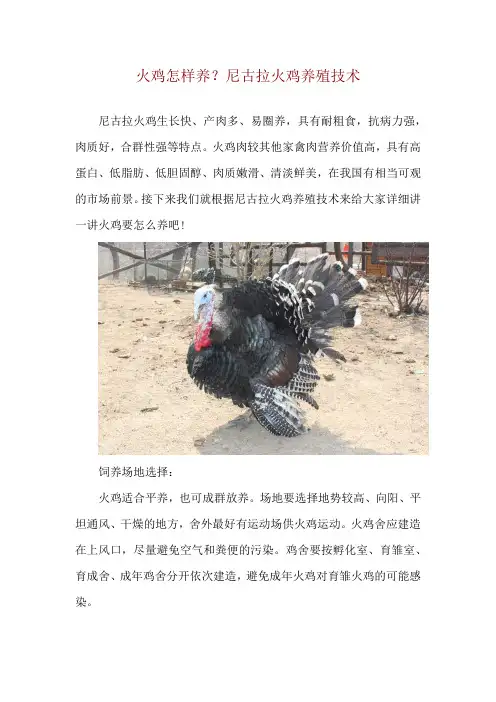 火鸡怎样养？尼古拉火鸡养殖技术