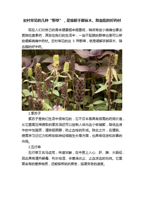 农村常见的几种“野草”，是缓解手脚麻木、降血脂的好药材