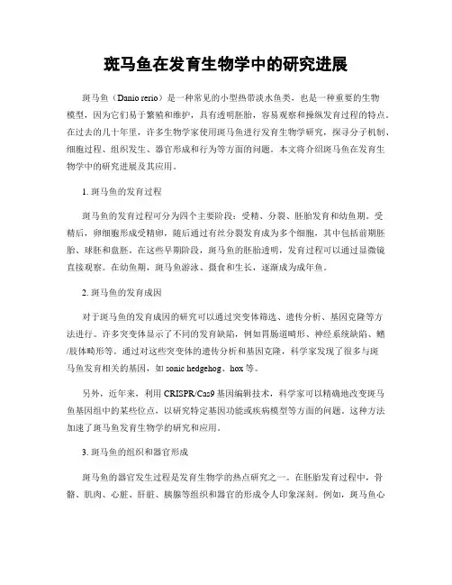 斑马鱼在发育生物学中的研究进展