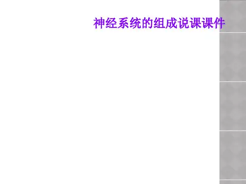 神经系统的组成说课课件
