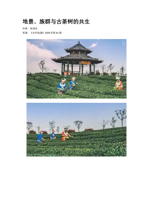 地景、族群与古茶树的共生