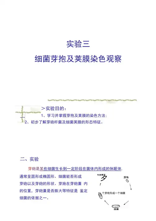 2013实验三、细菌芽孢及荚膜染色观察.