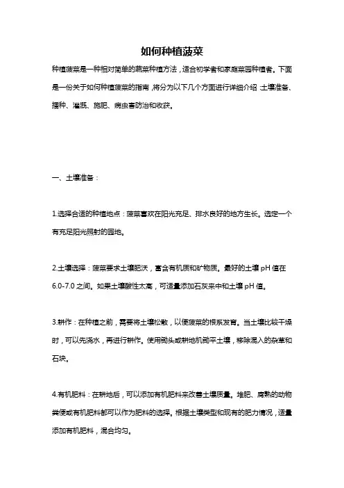 如何种植菠菜
