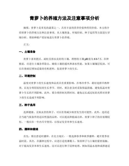 青萝卜的养殖方法及注意事项分析