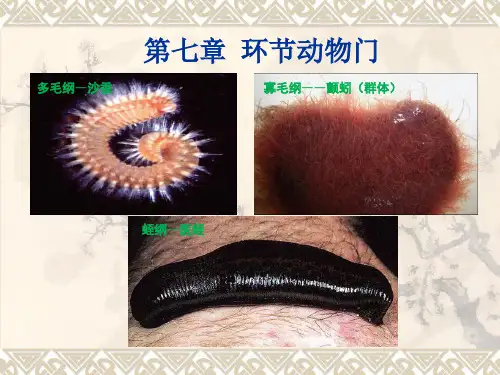 第七章 环节动物门