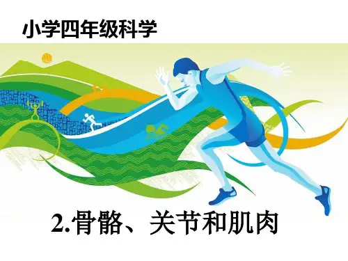 四年级上册科学课件骨骼、关节和肌肉 教科版 (共18页)PPT
