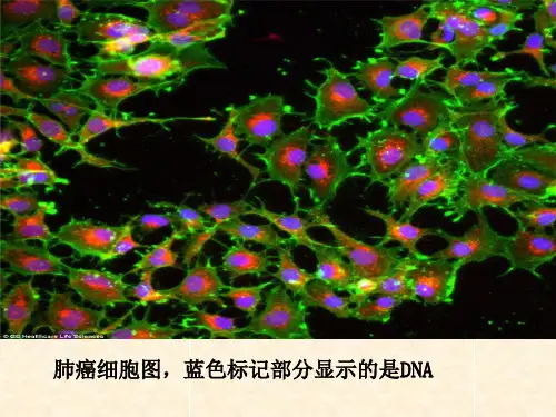细胞(显微镜)PPT课件(初中科学)