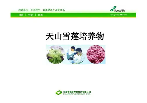 雪莲培养物(2012)