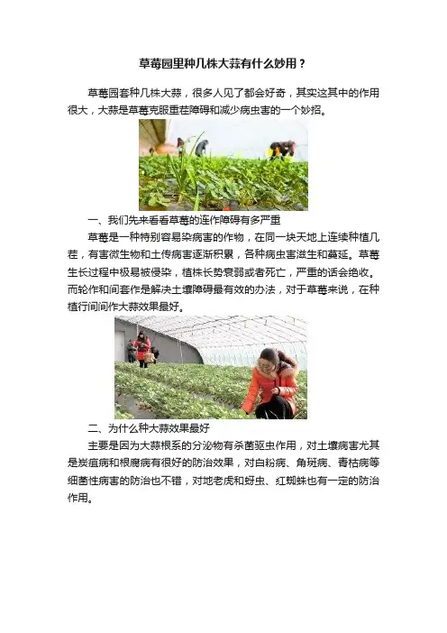 草莓园里种几株大蒜有什么妙用？