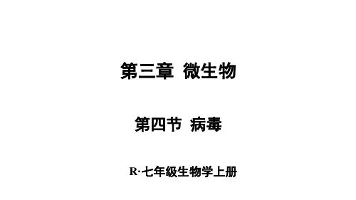2.3.4病毒课件-2024-2025学年人教版生物七年级上册