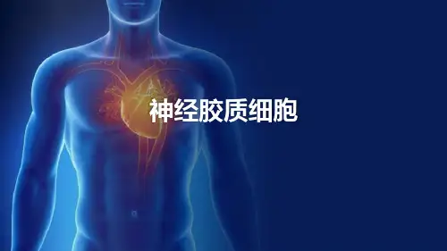 神经组织—神经胶质细胞(组织胚胎学)
