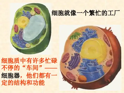 细胞器-系统内的分工合作 授课课件(1)