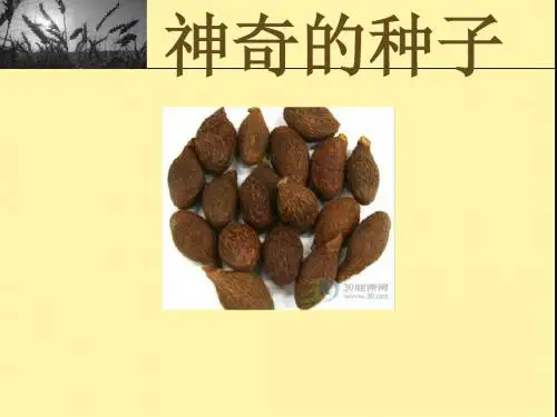 胖大海PPT