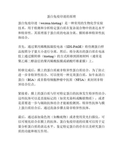 蛋白免疫印迹的原理