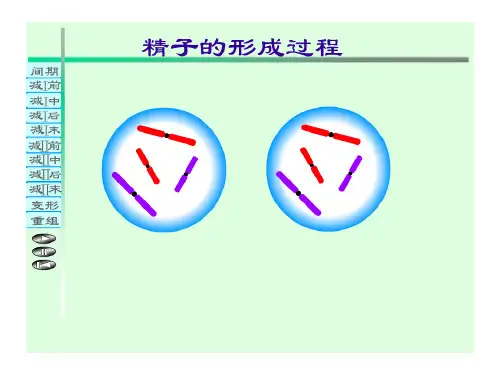 减数分裂