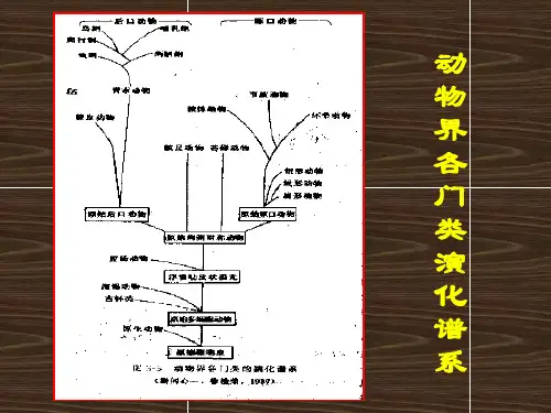 脊椎动物PPT课件