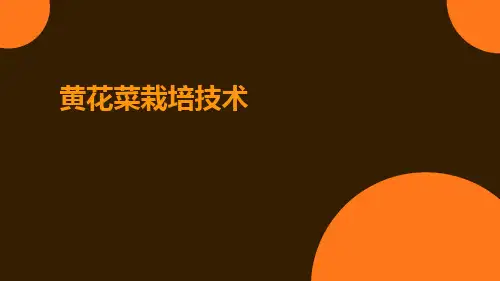 黄花菜栽培技术