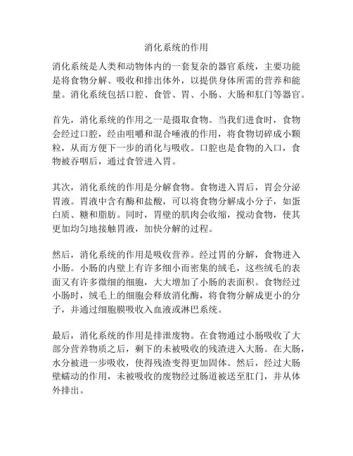 消化系统的作用